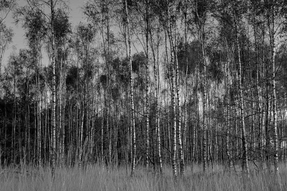 Landschapsfotografie Berken zwart-wit