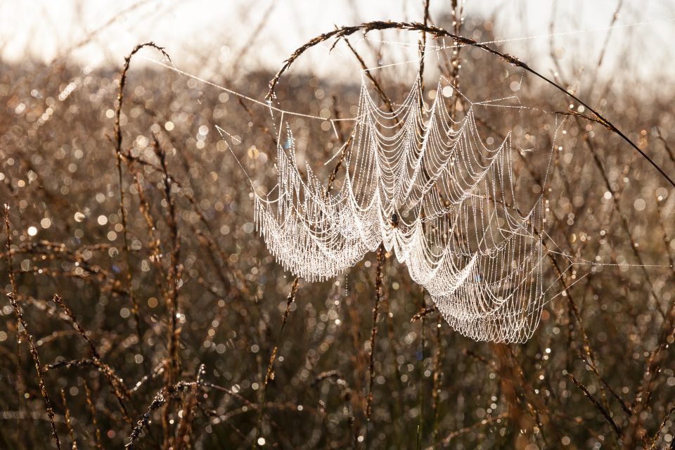 Landschapsfotografie Spinnenweb