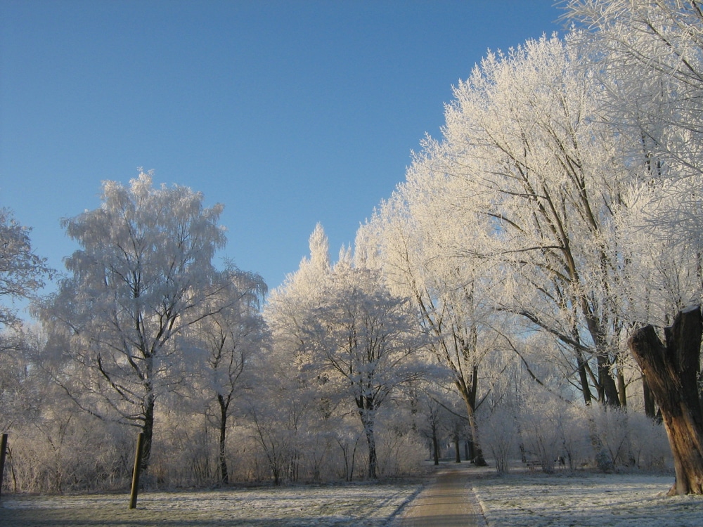 Natuur foto in het winterseizoen van Nederland
